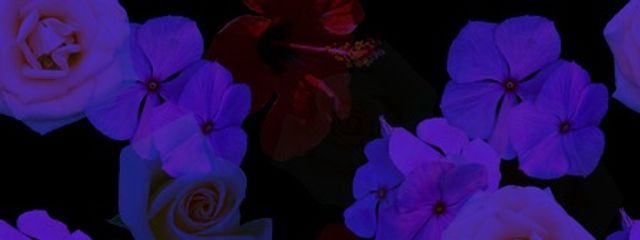 。さんの壁紙画像