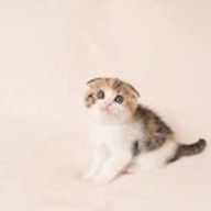 のえる@🐻‍❄️🔪💜白熊のえる誕生さんのアイコン画像