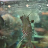 Shrimpさんのアイコン画像