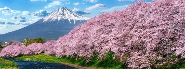 マグロ寿司さんの壁紙画像