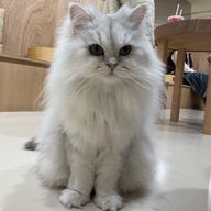 キキララさんのアイコン画像