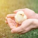 🐥