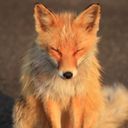 🦊