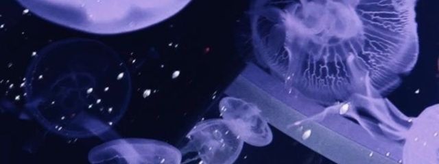 いとさんの壁紙画像