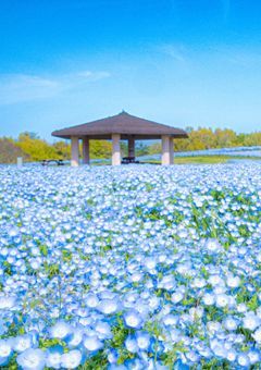 からぴち／夏コラアンチ撲滅委員会