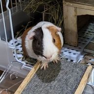 ショコラさんのアイコン画像