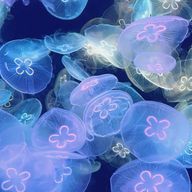 和牛ユッケさんのアイコン画像