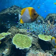 バァナナさんのアイコン画像