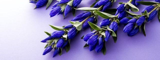 OTO:悲しんでいる貴方を愛するさんの壁紙画像