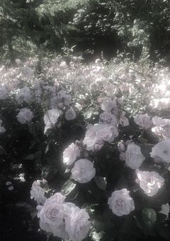 どうせなら 、 永遠に騙してよ 