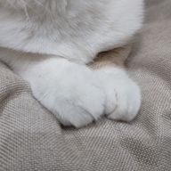 御影さんのアイコン画像