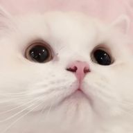 あきしゃな 更新不定期さんのアイコン画像