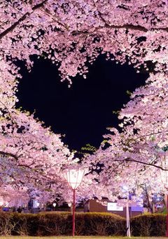 桜の花を咲かせましょう❀.*ﾟ