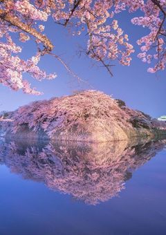 咲桜乃公式X