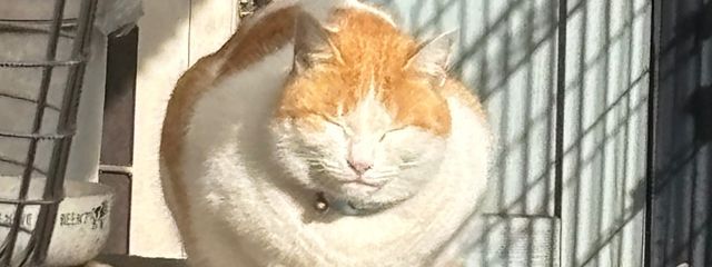 ルナード。さんの壁紙画像