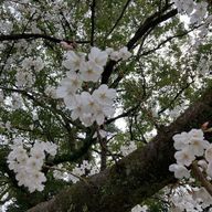 桜月さんのアイコン画像