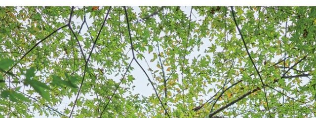 めささんの壁紙画像