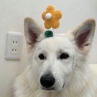 犬かわちぃ🫧🌈🫥さんのアイコン画像