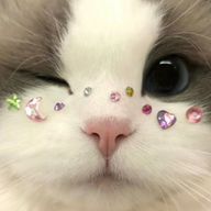 ねこさまさんのアイコン画像