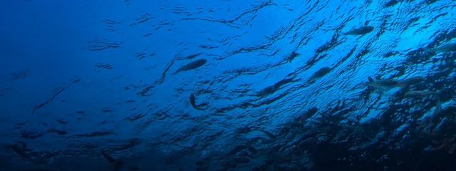 しおめさんの壁紙画像