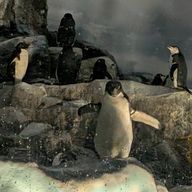 ペンギン🐧☃️さんのアイコン画像