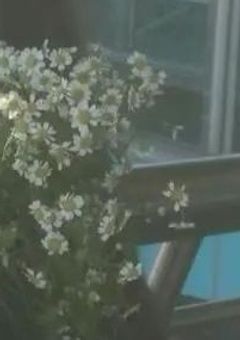 青いバンダナの天使。