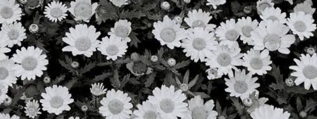 ゆもさんの壁紙画像