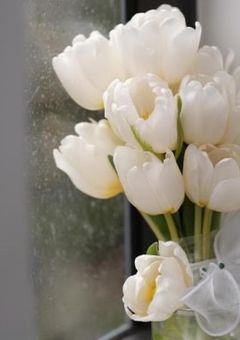 色のないチューリップ