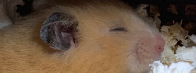 はるちゃo@🐯🇯🇵ｶﾞｵｰ💚さんの壁紙画像