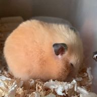 はるちゃo@🐯🇯🇵ｶﾞｵｰ💚さんのアイコン画像