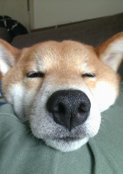 コメントして下さいな!