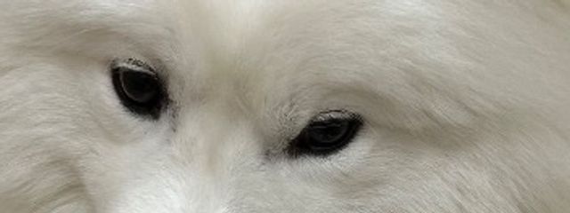 白さん 🐬🪽‪🩹さんの壁紙画像