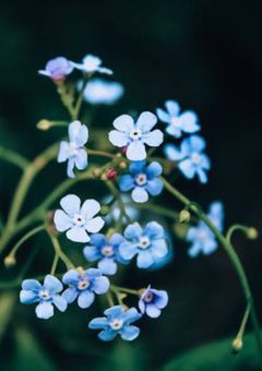勿忘草が咲く頃に。