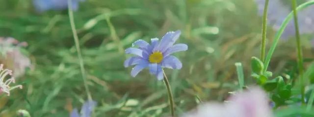 彩音さんの壁紙画像