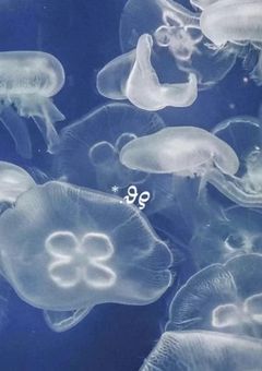　　.⋆𝜗𝜚 愛されたい症候群