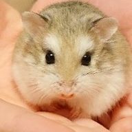 ozさんのアイコン画像