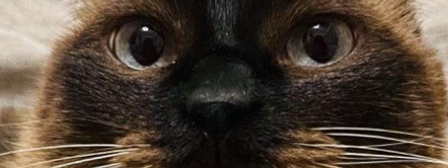 おふきさんの壁紙画像