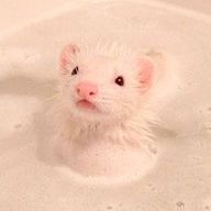 💥 s h o c k 🔫さんのアイコン画像