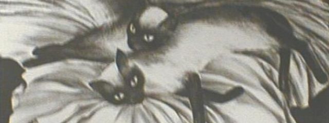 fuyu.さんの壁紙画像