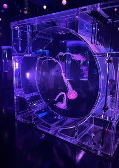 しーしー 〚 こめちゃれ 〛