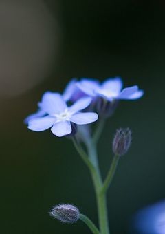 # 青い花を掴むのは 。