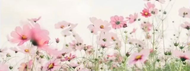 りんご　【転生中】さんの壁紙画像