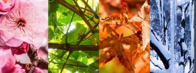 リリーさんの壁紙画像