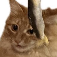 猫っ毛さんのアイコン画像