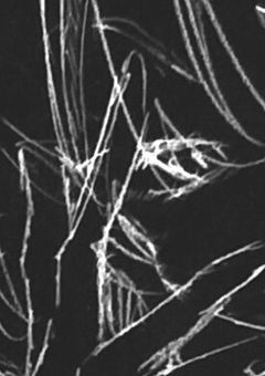 # 序列7位の名探偵､｢真理｣の天才です。