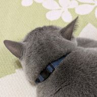 あーちゃん🛋さんのアイコン画像