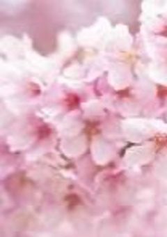 白崎桜の配信部屋ʚ🌸ɞ