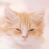 にゃんこ戦争さんのアイコン画像