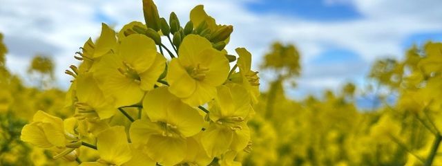 菜の花畑の妖精さんの壁紙画像