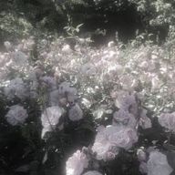 りりぃさんのアイコン画像